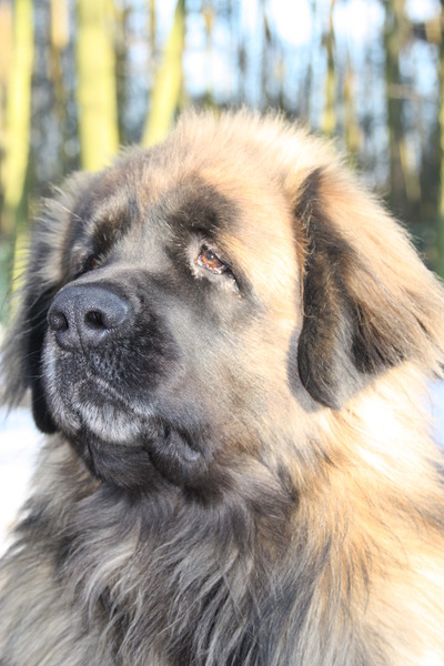 Leonberger