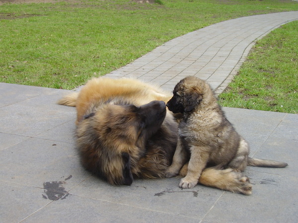 Leonberger