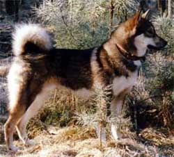 Laika, Oost Siberische