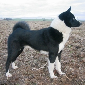 Laika, Russisch Europese