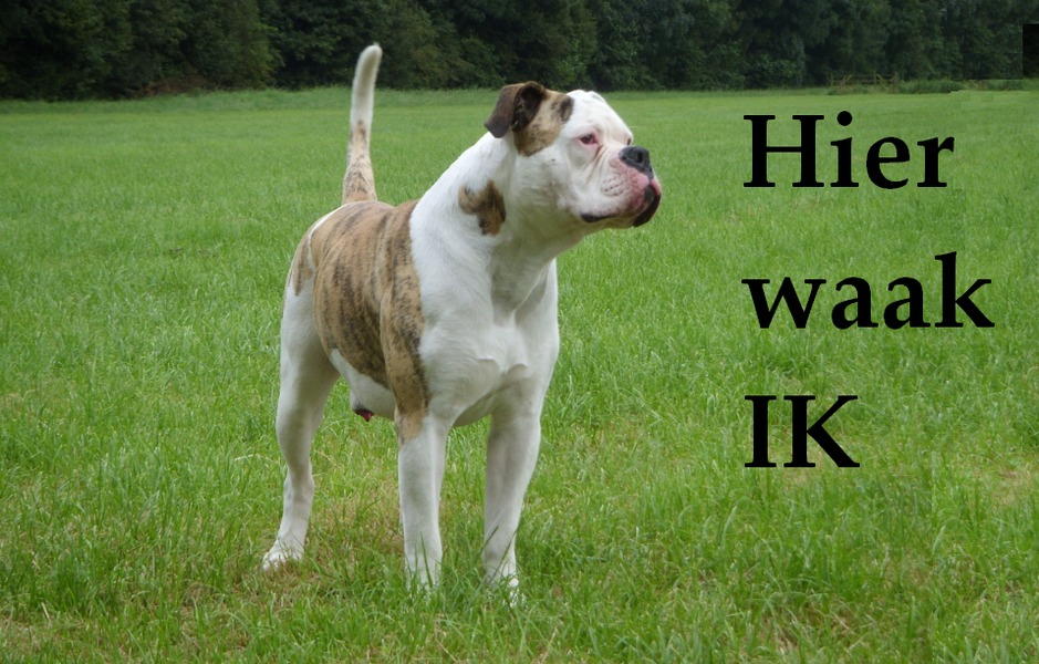 Stoere hond hoor :P