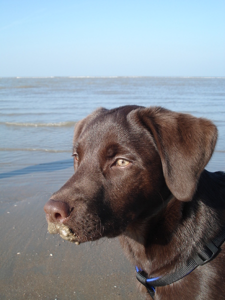 Senna's eerste keer strand