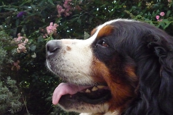 Berner Sennenhond