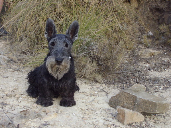 Schotse Terrier