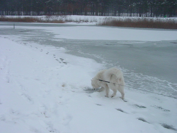 Kynai in de sneeuw :)