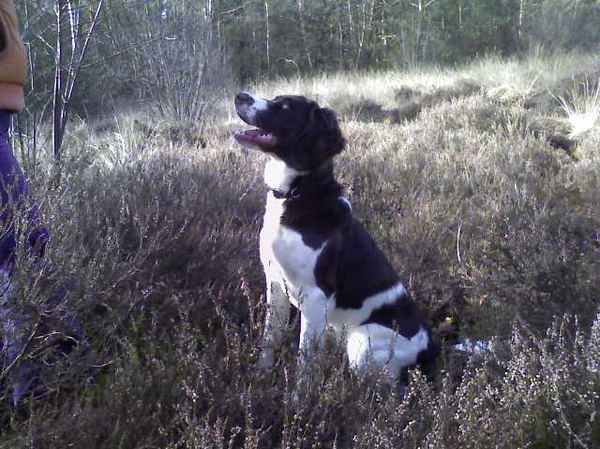 Drentsche Patrijshond