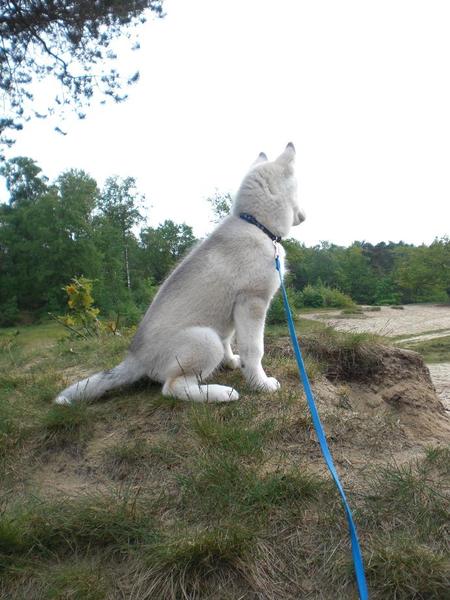 Rayza in dr omgeving