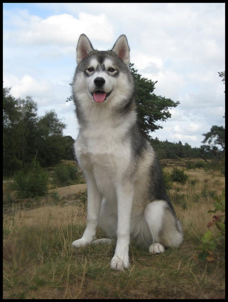 Het bos van Bakkenveen