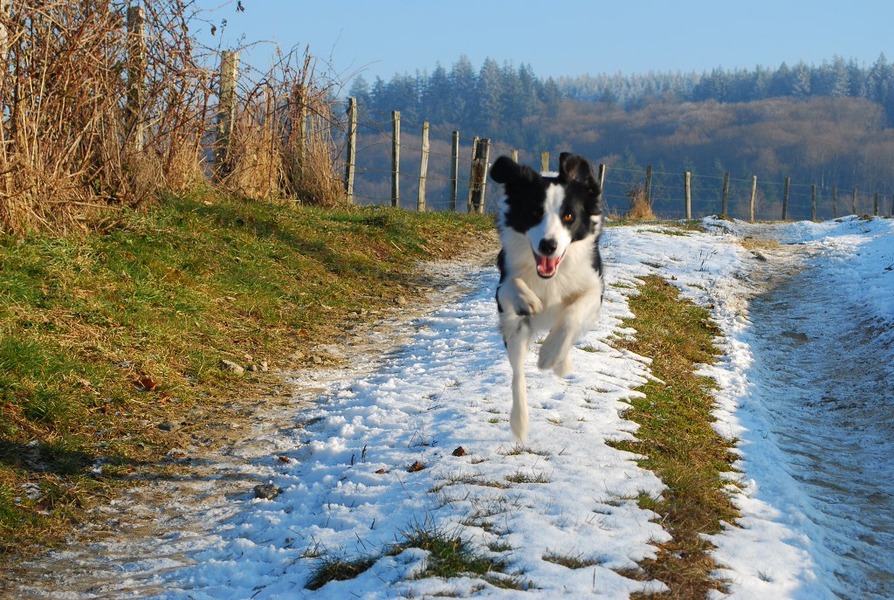 Chablis in de Auvergne