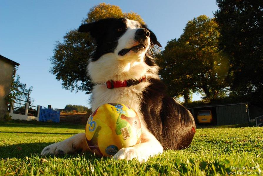 Chablis in de Auvergne Frankrijk