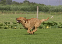 Basset Fauve de Bretagne