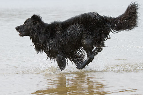 aktie foto van benji