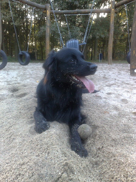 benji met bal in bos