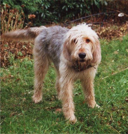 Otterhound