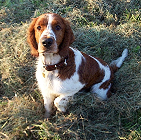 Welsh Springer Spaniel