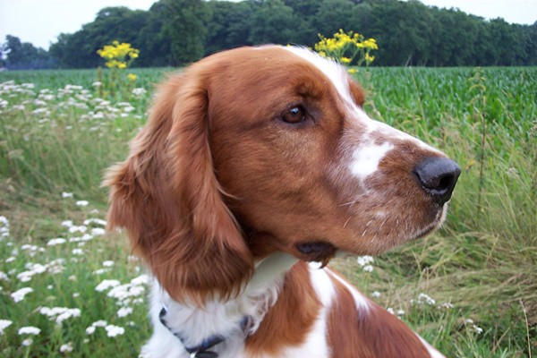 Welsh Springer Spaniel
