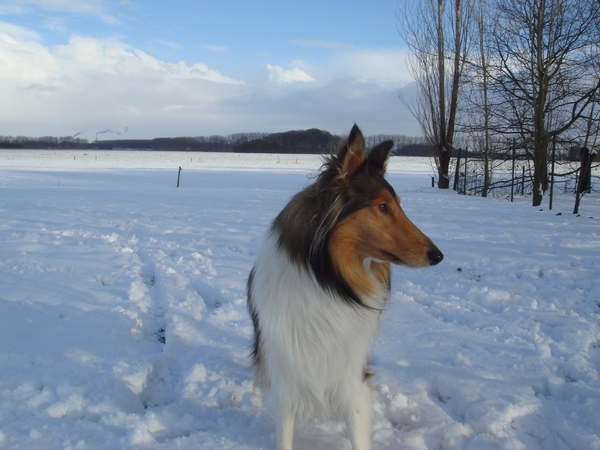 Schotse Herdershond, Langhaar