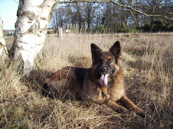 Oud Duitse Herdershond