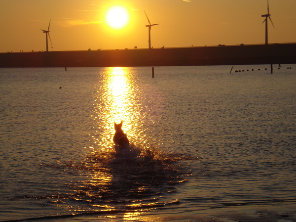 Luna op weg naar de zon