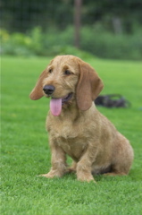 Basset Fauve de Bretagne