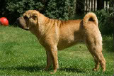 Shar Pei