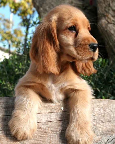 Engelse Cocker Spaniel