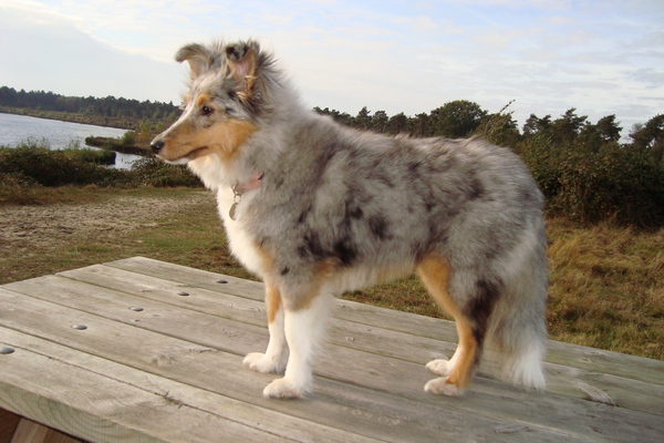 Bailey bij het reindersmeer