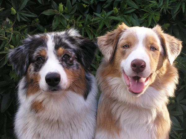 Australian Shepherd