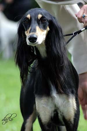 Saluki