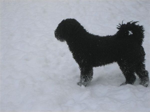 Perro de Agua Espagnõl