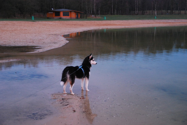 Koda aan het Heerderstrand.