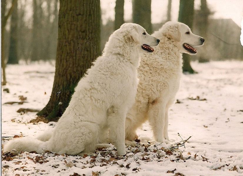 Kuvasz