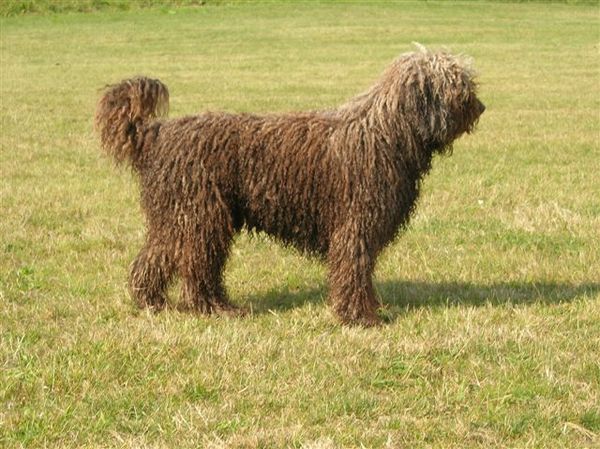 Perro de Agua Espagnõl