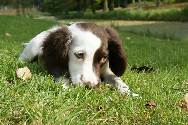 Kleine Tinka in het park