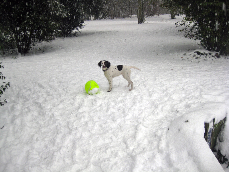 Tinka's eerste keer in de sneeuw
