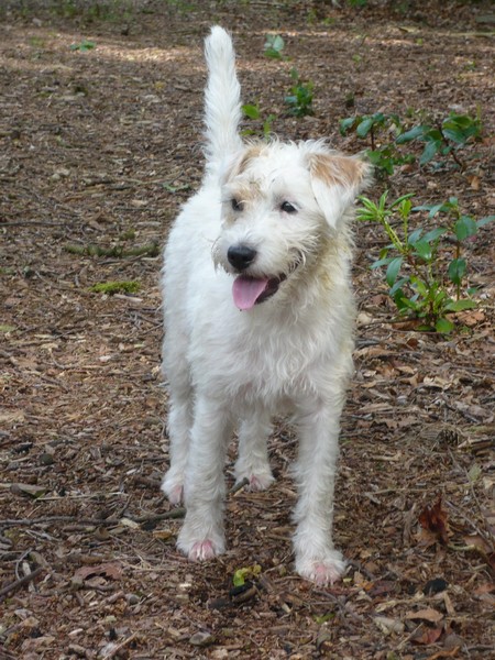 Parson Russell Terriër