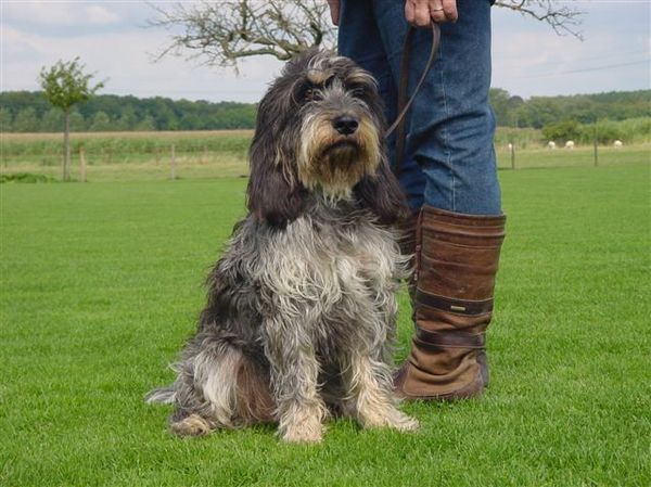 Griffon Blue de Gascogne