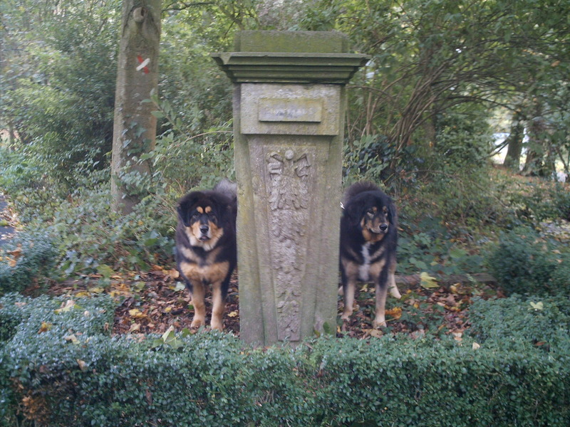 Tibetaanse Mastiffs