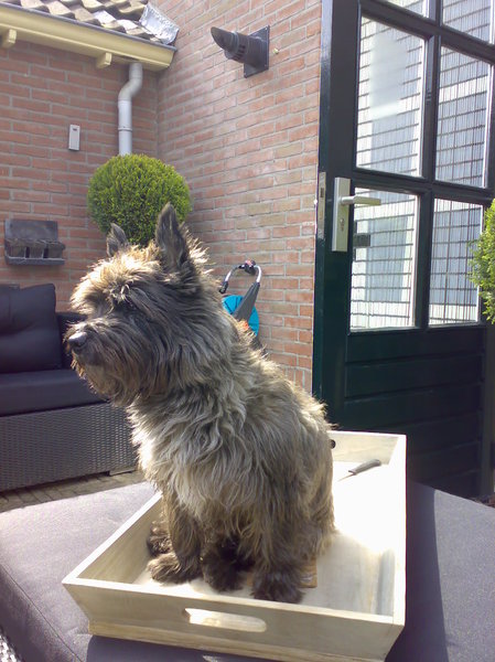 Cairn Terrier
