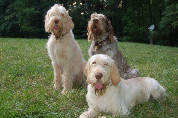 Spinone Italiano