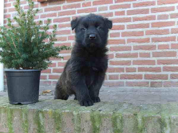 Hollandse Herdershond