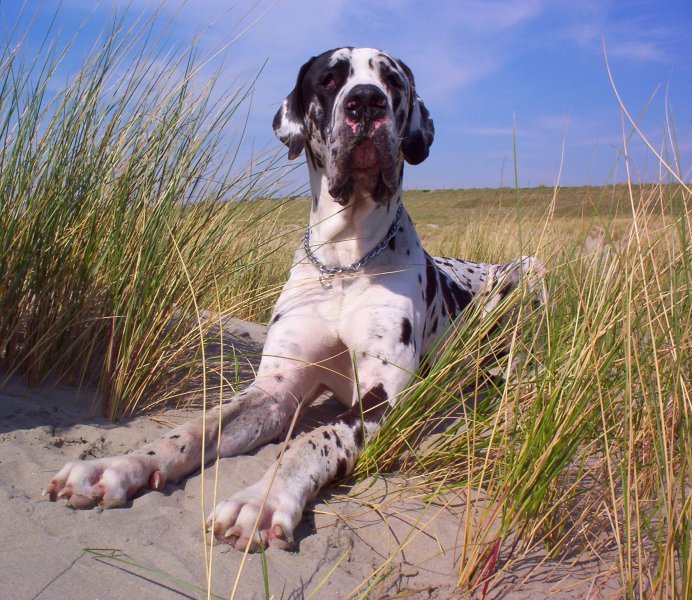 Dudley aan het strand,