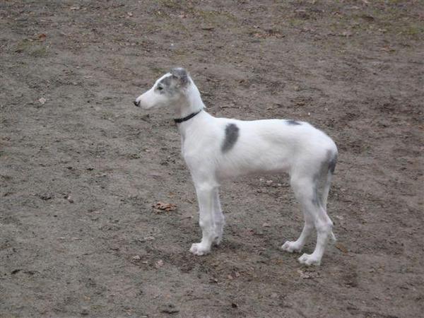 Barzoi