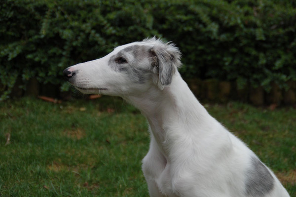 Barzoi