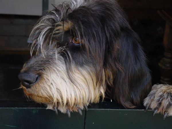 Griffon Blue de Gascogne