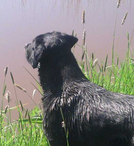 nousca ziet een ooievaar