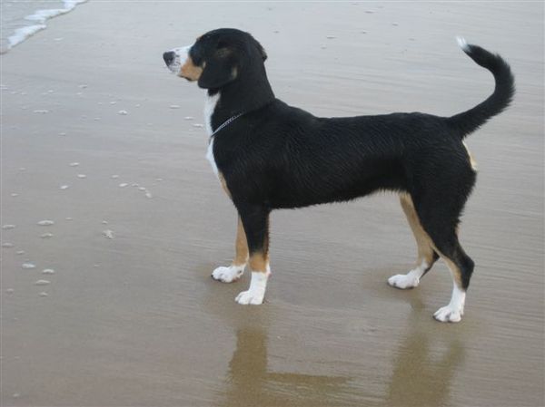 Entlebucher Sennenhond
