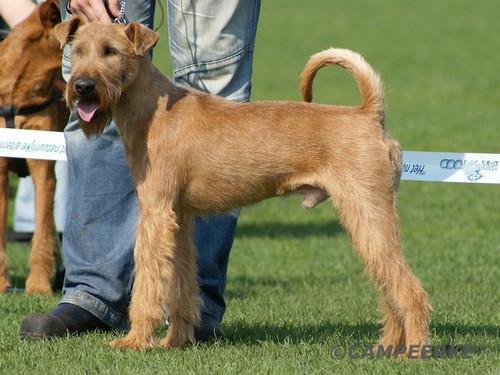 Ierse Terrier