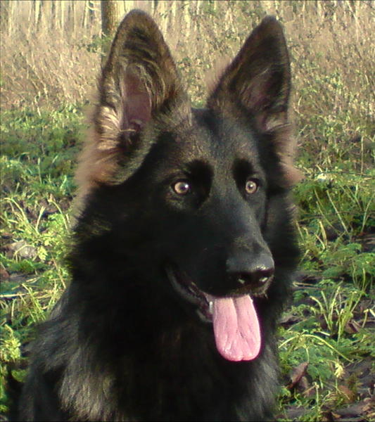 Oud Duitse Herdershond