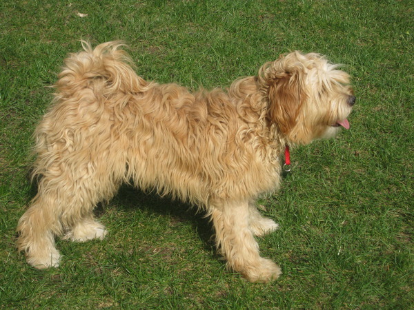 Tibetaanse Terrier